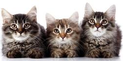 Во Всемирный день кошек растет актуальность стандартов ИСО, МЭК и ASTM 