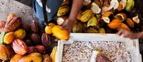 Новый стандарт ИСО и CEN может ударить по бизнесу фермеров, выращивающих какао