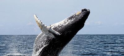 Как стандарт ANSI/ASA S3/SC1.6 помогает нам понять зубатых китов (Odontoceti)? 