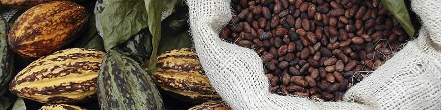 "Пища богов" на Новый год – Проверить качество какао поможет стандарт ИСО 2451