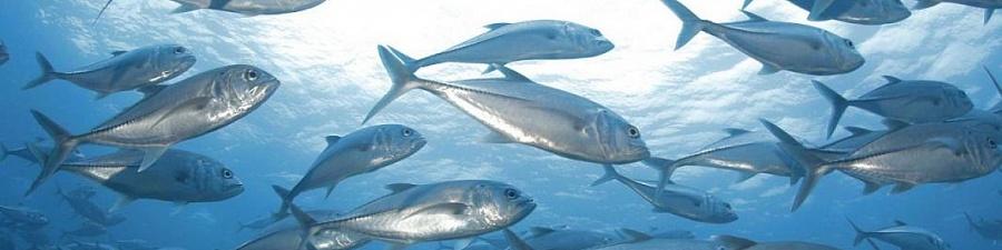 Стандарты ИСО помогут купить эко-морепродукты и спроектировать знаки безопасности