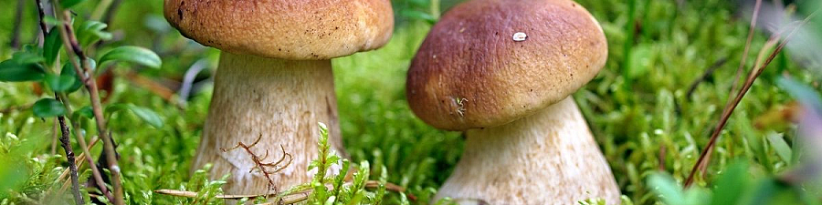 Несколько советов о том, как правильно собирать грибы