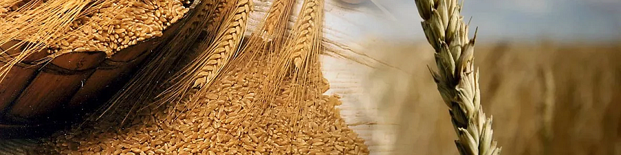 Начался пересмотр перечня стандартов на методы испытаний зерновой продукции