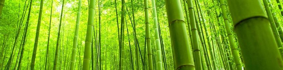 Свежие стандарты ИСО помогут выбрать столовую спаржу и изделия из бамбука