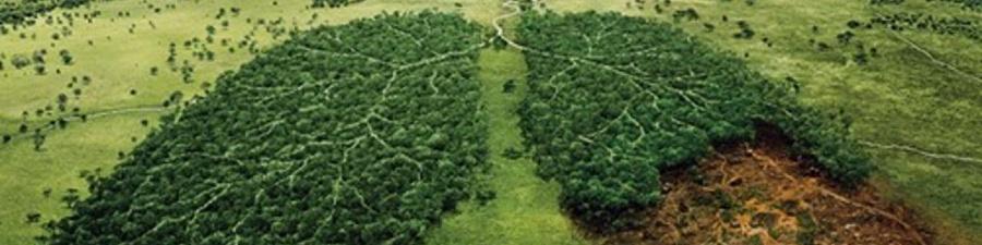 Как свежий международный стандарт ИСО 38200 поможет бороться с обезлесением