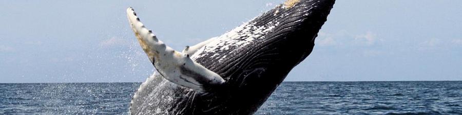 Как стандарт ANSI/ASA S3/SC1.6 помогает нам понять зубатых китов (Odontoceti)? 