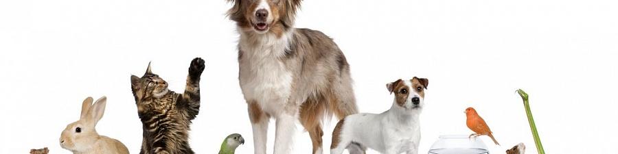 Как стандарты для ветеринаров-практиков сохраняют здоровье домашних животных