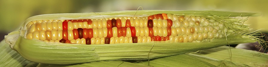 Вступили в силу новые требования к маркировке продуктов с ГМО