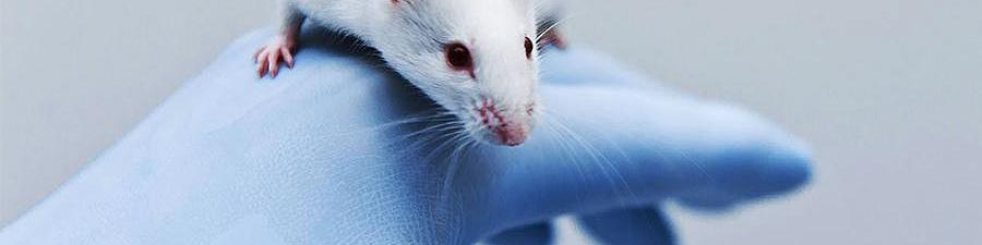 Всемирный день защиты лабораторных животных и добровольные стандарты 